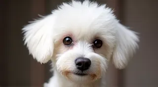 Bichon Frise Grooming: Mastering the 'Cloud' Look